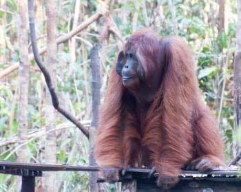 Orangután macho. Cuando llega el macho adulto todos se van. Las jerarquías están claras en el mundo de los orangutanes.