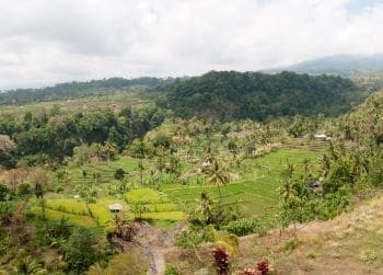 Arrozales en Lombok